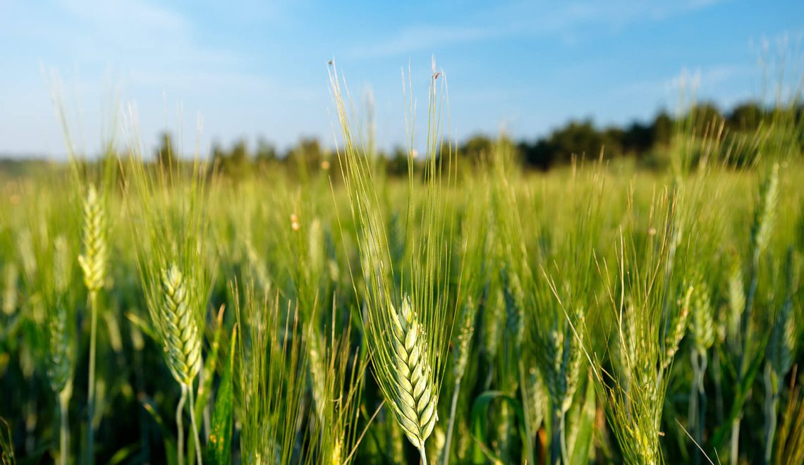 The 4 Seasons Project