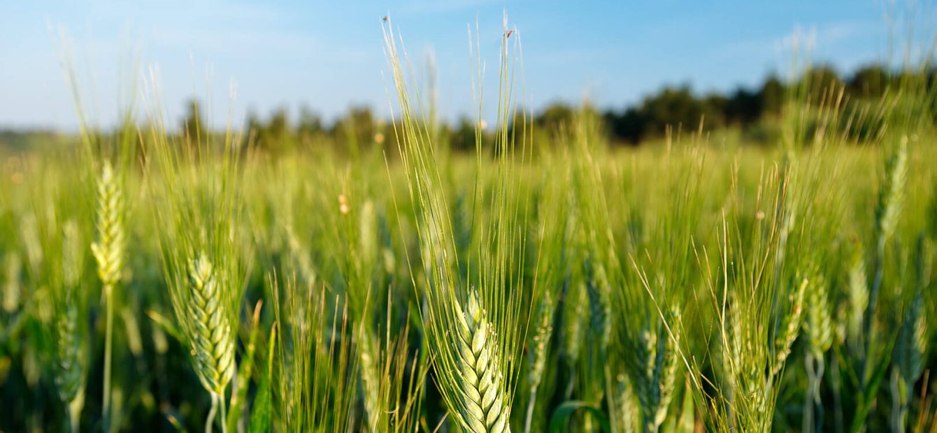 The 4 Seasons Project