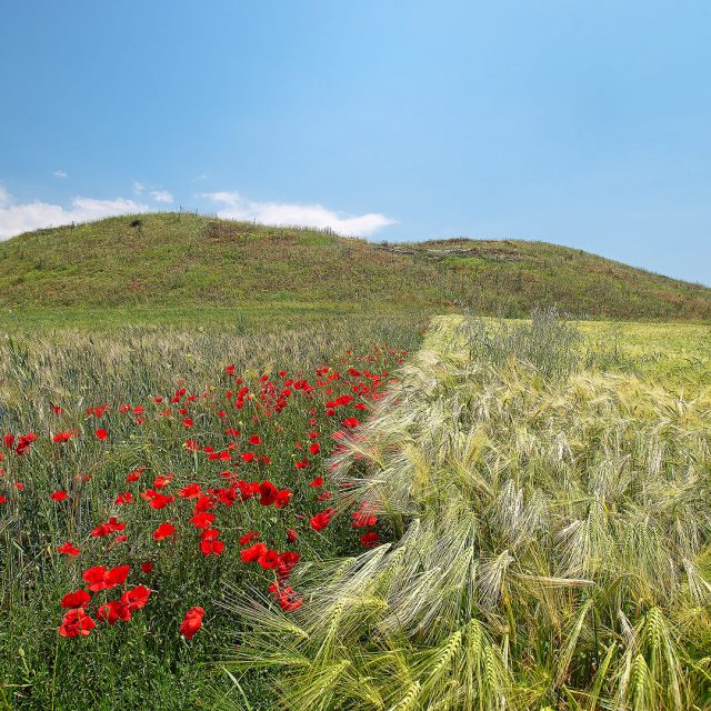 The 4 Seasons Project