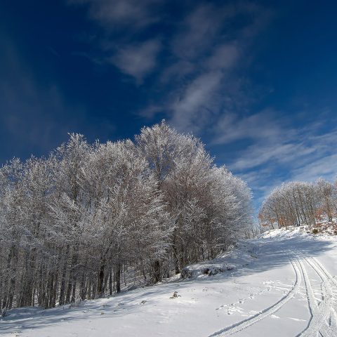 The 4 Seasons Project